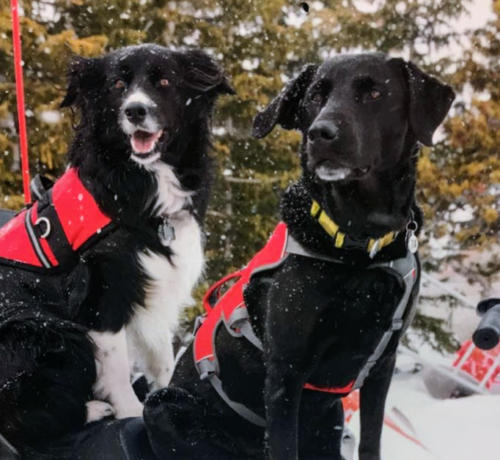 Winter Park Ski Patrol Dogs